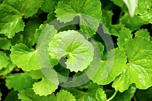 Gotu kola or centella asiatica leaves on nature background. top view,flat lay