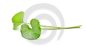 Gotu kola Centella asiatica leaves with water droplets