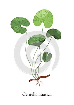 Gotu Kola Centella asiatica vector flat illustration. Colorful plant medical herb isolated on white background. Branch photo