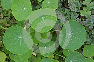 Gotu Kola close up