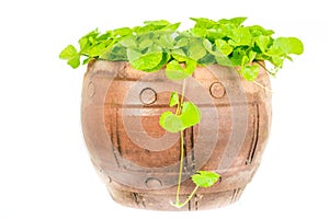 Gotu kola leaf herb alternative medicine