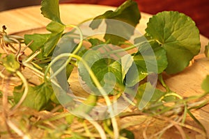 Gotu kola leaf herb in Thailand. photo