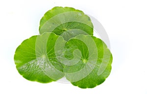 Gotu kola white background in studio