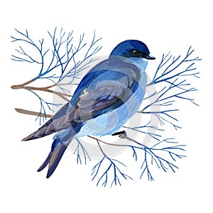 Gouache blue bird on a branch. Natural cliparts for art work and wedding design