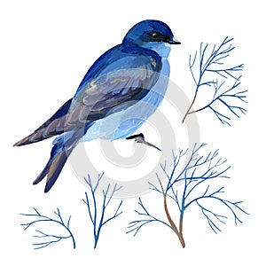 Gouache blue bird and branches. Natural cliparts for art work and wedding design