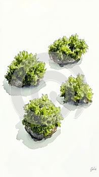 Gouache Moss Clumps: Four on Clean White Background photo