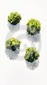 Gouache Moss Clumps: Four on Clean White Background photo