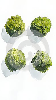 Gouache Moss Clumps: Four on Clean White Background photo