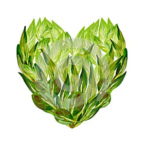 Gouache natural green heart with leaves on a white background