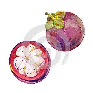 Gouache purple mangosteen fruit. Hand-drawn clipart for art work and weddind design