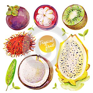 Gouache set with exotic fruits. Set 2. Hand-drawn clipart for art work and weddind design.