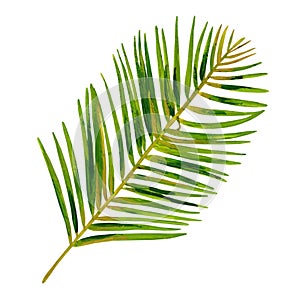 Gouache tropic leaf of Areca palm. Hand-drawn clipart for art work and weddind design.