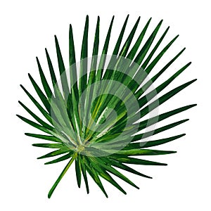 Gouache tropic leaf of cabbage palm. Hand-drawn clipart for art work and weddind design.