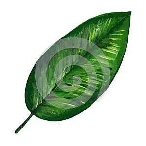 Gouache tropic leaf of dieffenbachia. Hand-drawn clipart for art work and weddind design