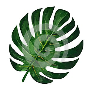 Gouache tropic leaf of Monstera deliciosa. Hand-drawn clipart for art work and weddind design.