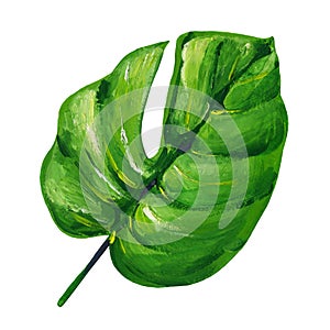 Gouache tropic leaf of philodendron. Hand-drawn clipart for art work and weddind design