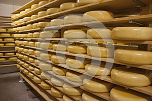 Gouda cheese wheels on shelves in a shop