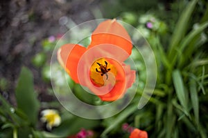 Gouda, South Holland/The Netherlands - April 24 2021: Yellow colored inside of a orange blooming tulip shot with a shallow depth