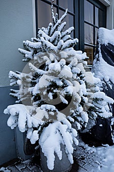 Gouda, South Holland/The Netherlands - February 7 2021: A small pine tree in front of a house in the city center of Gouda