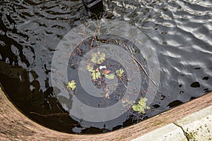 Gouda, South Holland/the Netherlands - March 1 2020: Cardboard coffee cup plastics and leafes floating around in the water of the