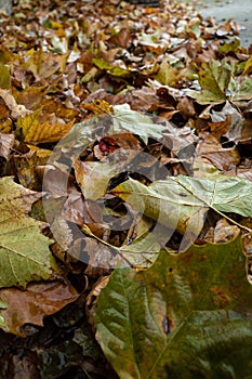 Gouda, South Holland/The Netherlands - November 3 2019: Autumn vibes with portrait shot of fallen leaves shot with the Ricoh GR3 photo