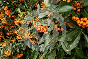 Gouda, South Holland/The Netherlands - October 5 2020: Deep green bushes filled with bright orange berries shot with a shallow