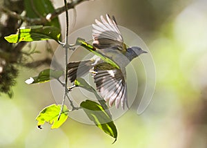 Goudkruinzanger, Russet-crowned Warbler, Myiothlypis coronata