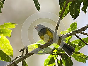 Goudkruinzanger, Russet-crowned Warbler, Myiothlypis coronata