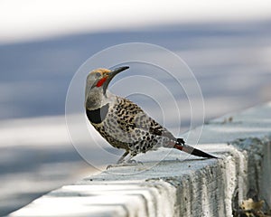 Goudspecht, Northern Flicker, Colaptes auratus