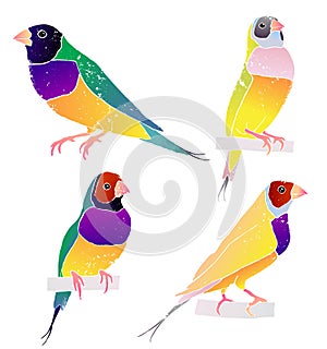 Gould finch. Australian birds. vector illustration