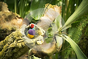 Gould finch bird inside its nest in a tree