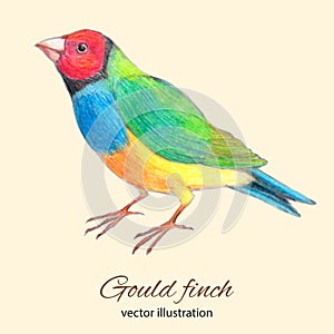 Gould finch vector illustration