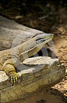 Gould Monitor, varanus gouldi, Adult standing on Rock, Australia