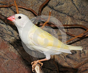 Gould`s finch or the rainbow finch Erythrura gouldiae