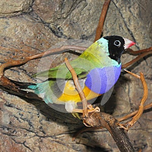 Gould`s finch or the rainbow finch Erythrura gouldiae