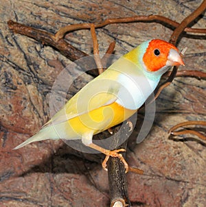 Gould`s finch or the rainbow finch Erythrura gouldiae