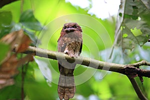 Gould`s frogmouth