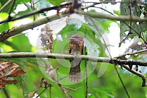 Gould`s frogmouth