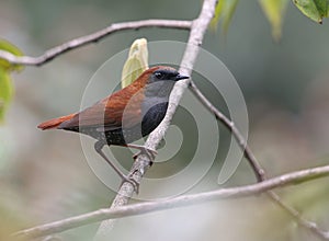 Gould's shortwing, Heteroxenicus stellata