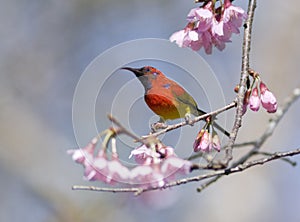 Gould's Sunbird