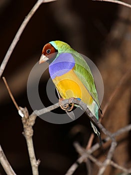 Gouldian finch