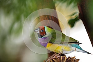 Gouldian Finch