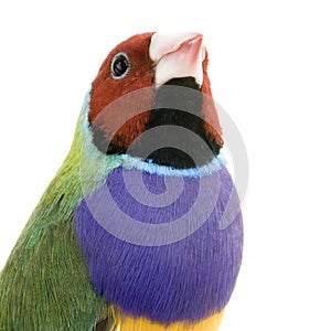 Gouldian Finch