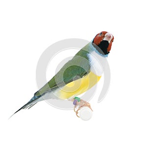 Gouldian Finch