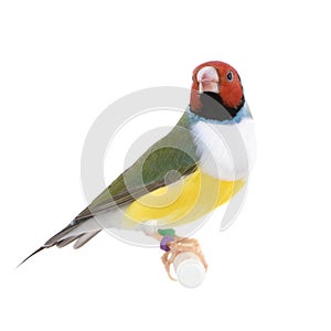 Gouldian Finch