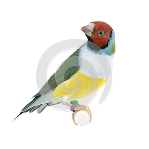 Gouldian Finch