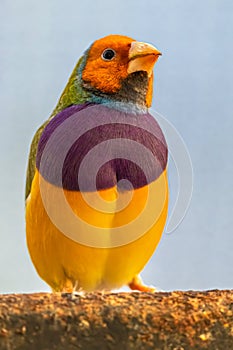 Gouldian Finch