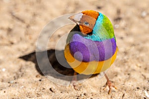 Gouldian Finch