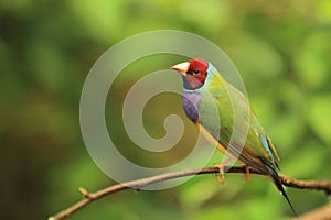 Gouldian finch photo