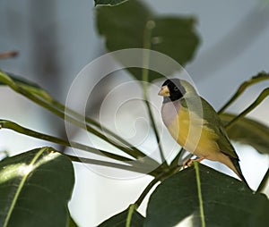 Gouldian Finch